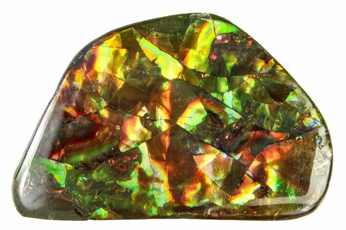 Iridescent Ammolite (Fossil Ammonite Shell) - Alberta #279967